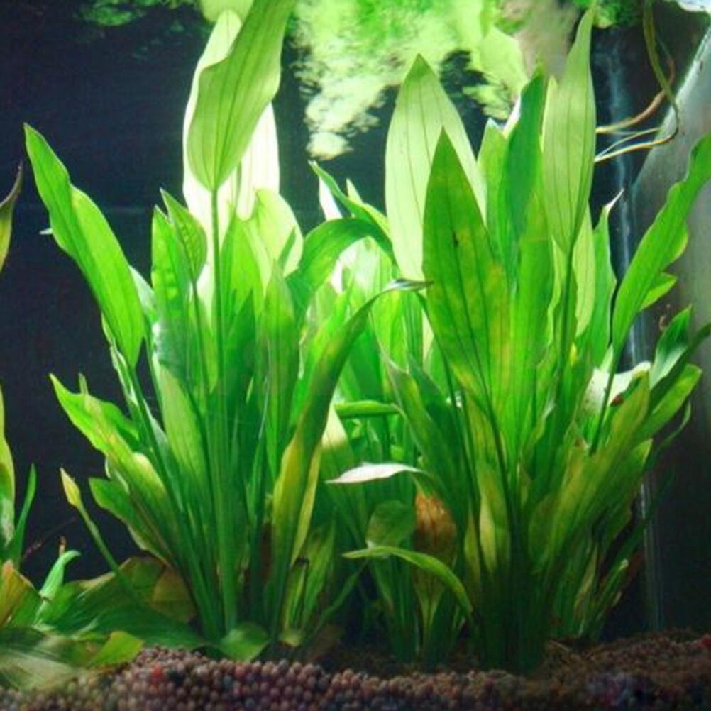 15cm Artificial Aquarium Decor - Dry Herb Vaping Accessories 评论和价格